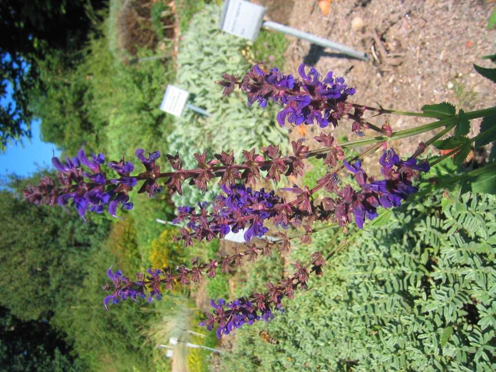 Salvia nemorosa 'Viola Klose' (Blüten-Salbei)